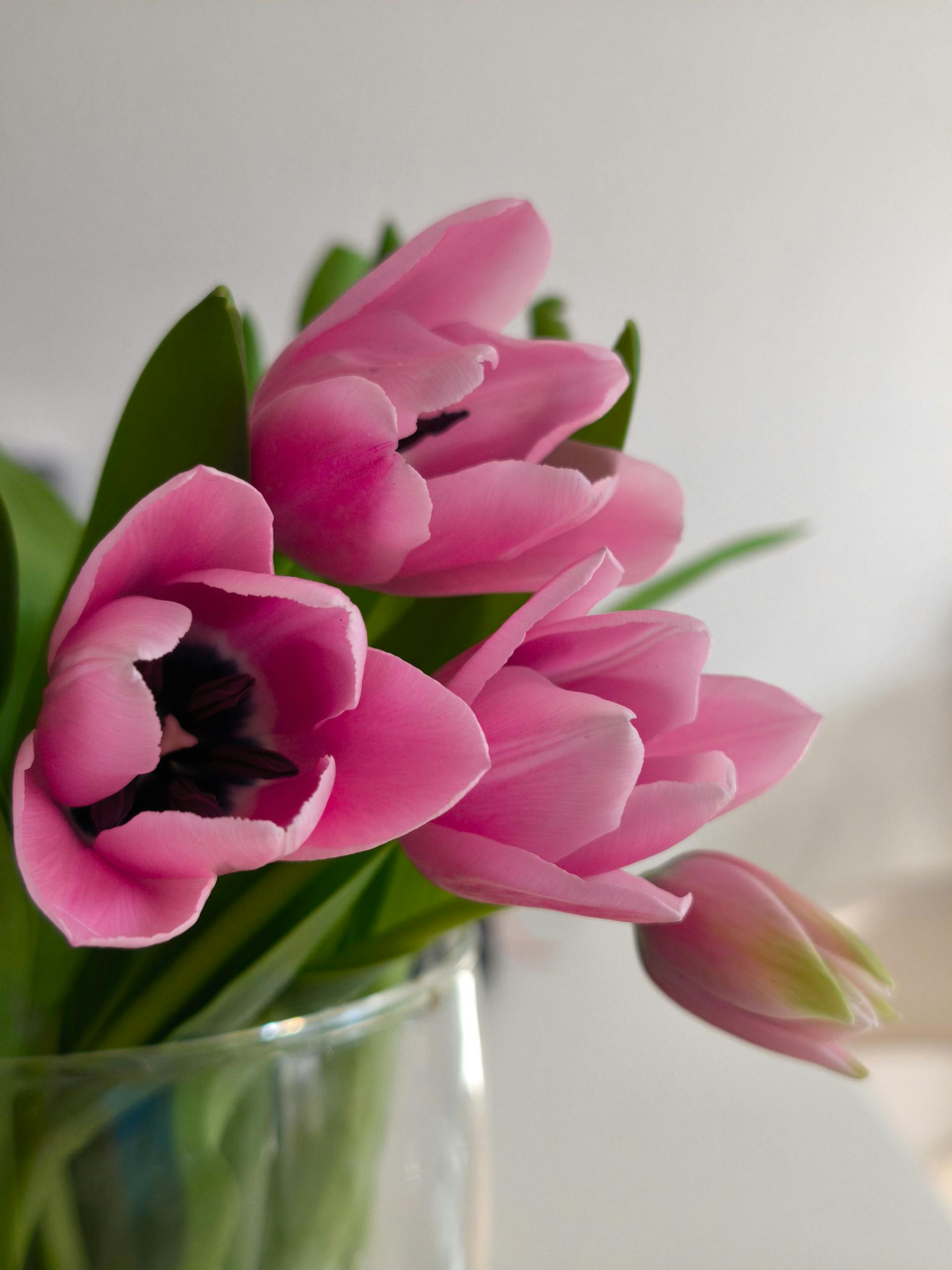A close-up of vibrant pink tulips in full bloom, capturing the beauty of spring.